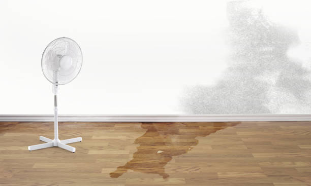 Best Carpet water damage restoration  in Hayfield, MN