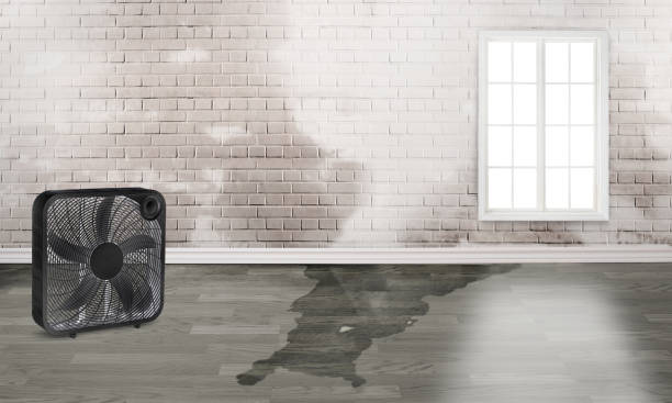 Best Water damage restoration near me  in Hayfield, MN
