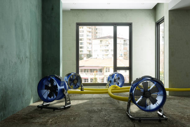 Best Water damage restoration process  in Hayfield, MN